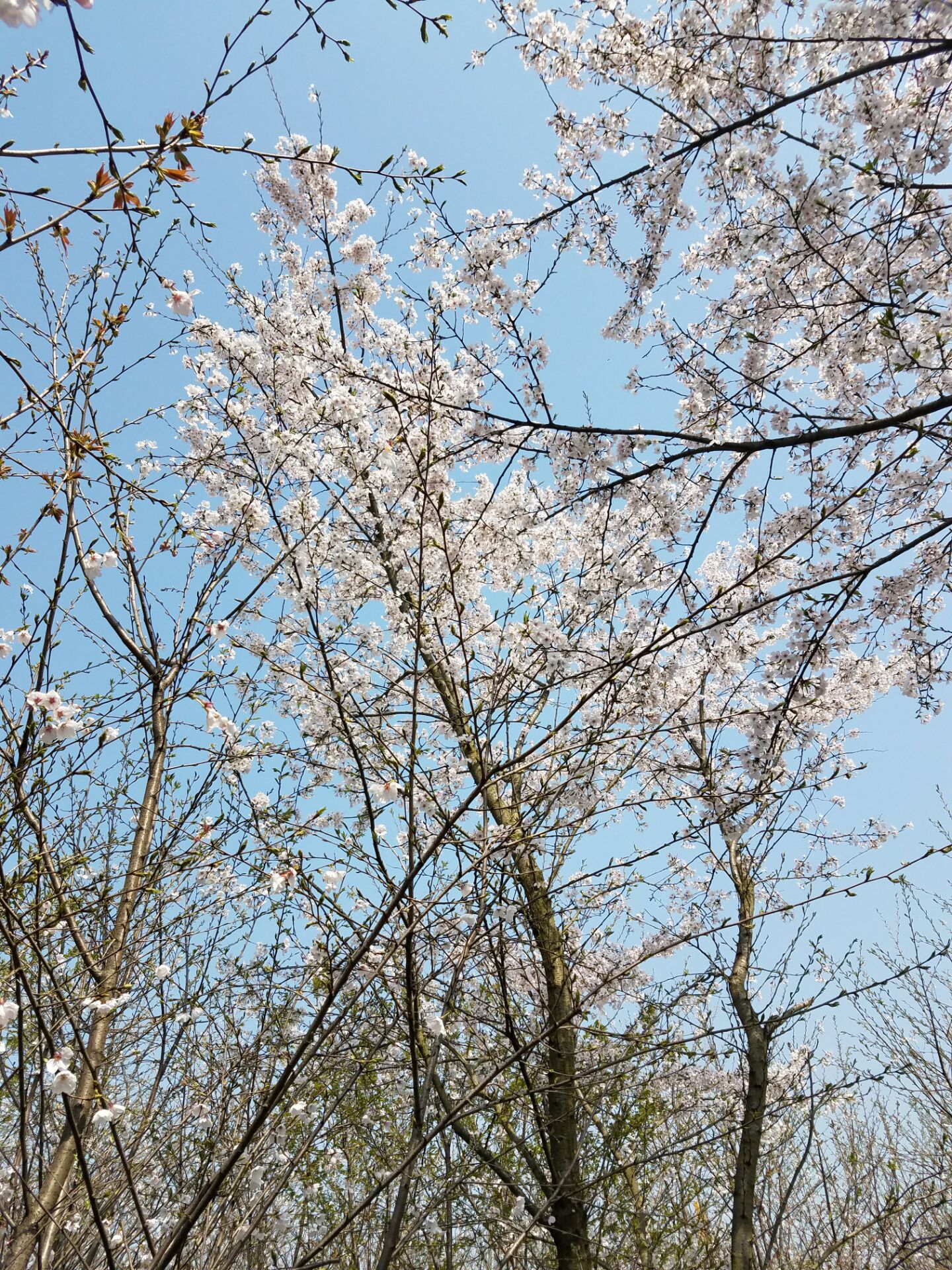 皖红·铜陵雍湖园幼儿园欢乐时光